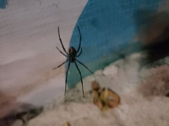 Latrodectus hesperus