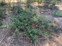Rubus ursinus macropetalus