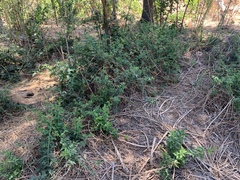Rubus ursinus macropetalus