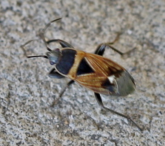 Xanthochilus