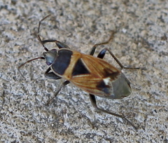 Xanthochilus