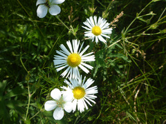 Erigeron coulteri