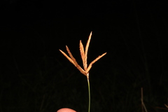 Cyperus articulatus