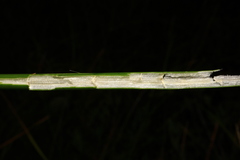 Cyperus articulatus