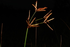 Cyperus articulatus