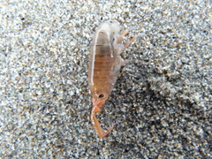 Megalorchestia corniculata