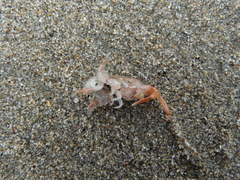 Megalorchestia corniculata
