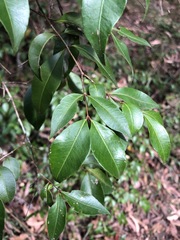Backhousia myrtifolia