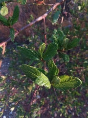 Ceanothus thyrsiflorus griseus
