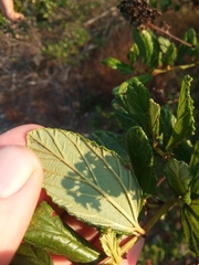 Ceanothus thyrsiflorus griseus