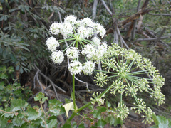 Angelica lineariloba