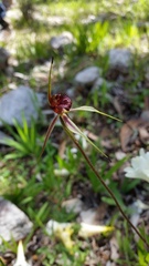 Caladenia reticulata
