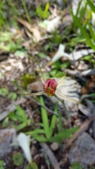 Caladenia reticulata