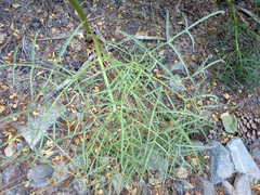 Angelica lineariloba
