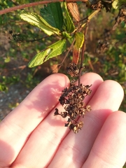 Ceanothus thyrsiflorus griseus