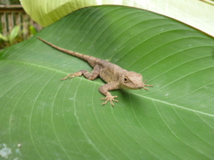 Anolis mccraniei