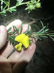 Gompholobium virgatum