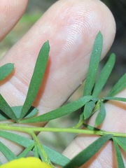 Gompholobium virgatum