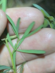 Gompholobium virgatum