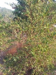 Ceanothus thyrsiflorus griseus