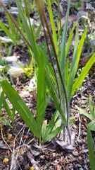 Caladenia reticulata