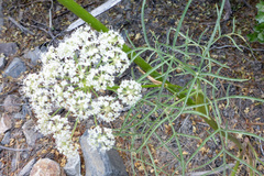 Angelica lineariloba