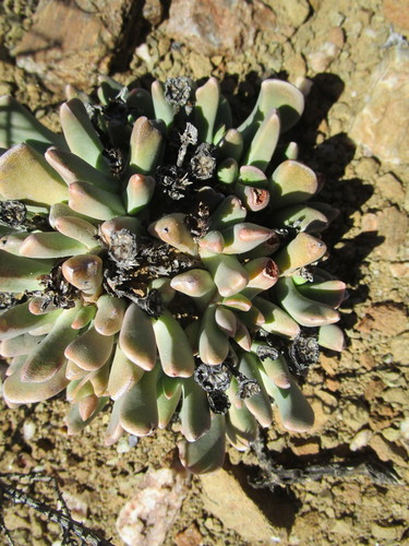 Hereroa crassa L.Bolus