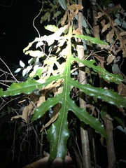 Stenocarpus sinuatus