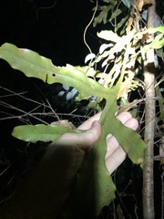 Stenocarpus sinuatus