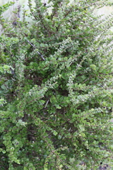 Randia obcordata