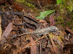 Anolis mccraniei