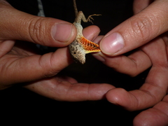 Anolis mccraniei