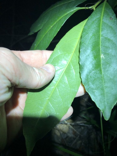 Image of White Hazelwood (Symplocos stawellii) by (c) Greg Tasney, some rights reserved (CC BY-SA)