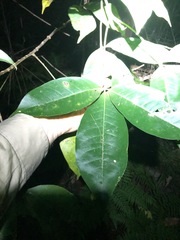 Melicope elleryana