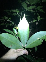 Melicope elleryana