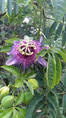 Passiflora cincinnata