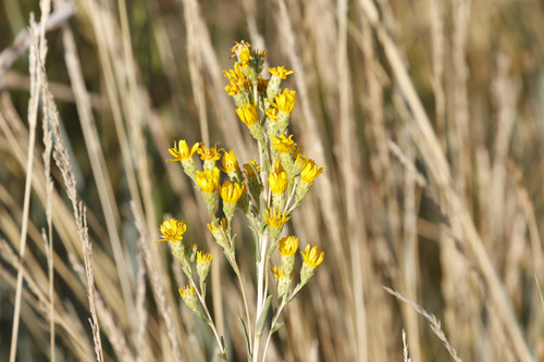 Pyrrocoma racemosa var. paniculata