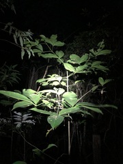Melicope elleryana