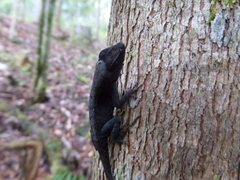 Anolis mccraniei