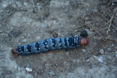 Arsenura polyodonta