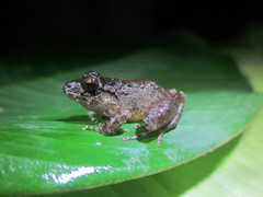 Craugastor aurilegulus