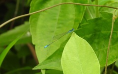 Aciagrion occidentale
