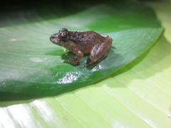 Craugastor aurilegulus