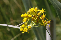 Senecio hydrophilus