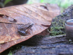 Craugastor lauraster