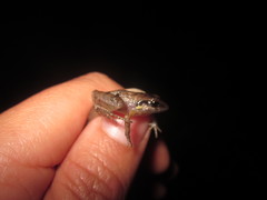 Craugastor lauraster