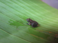 Craugastor lauraster