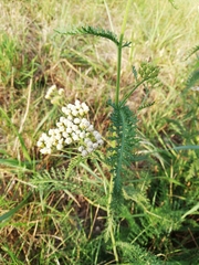Achillea millefolium