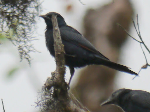 Waller's Starling (Onychognathus walleri), photo 9