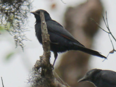 Onychognathus walleri